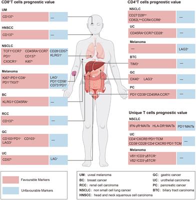 Circulating T cells: a promising biomarker of anti-PD-(L)1 therapy